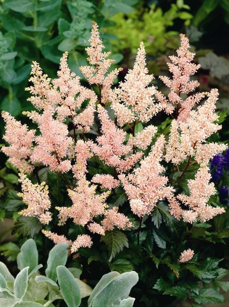 Tawułka (Astilbe japonica) 'Peach Blossom' 1 szt.