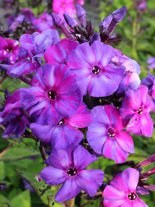 Floks (Phlox paniculata) 'Autumn Joy'