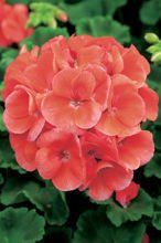 Nasiona Pelargonia Rabatowa Gama F1 Łososiowa