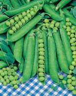 Nasiona Groch Łuskowy Telefon