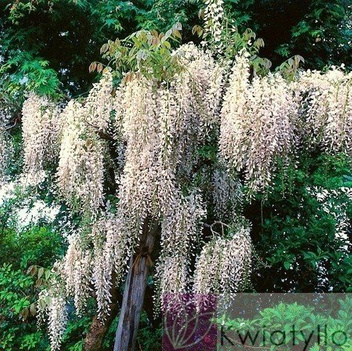 Glicynia (Wisteria) Chińska Biała
