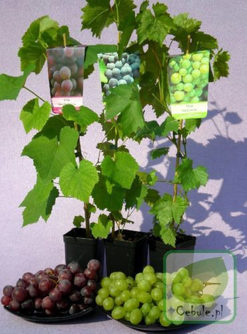 Winorośl (Vitis) Arkadia