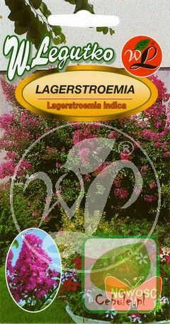 Nasiona Najdłużej Kwitnący Krzew - Lagerstroemia
