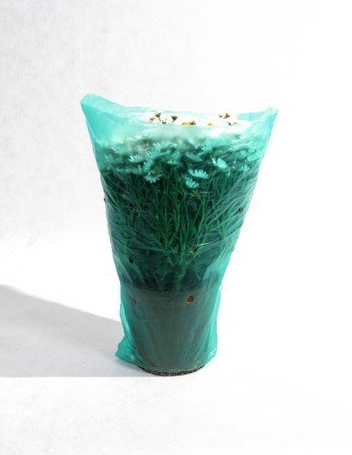 Margerytka w Doniczce 40 - 50 cm wysokości HIT SEZONU