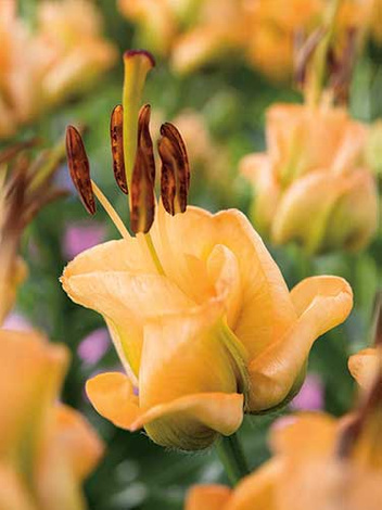 Lilia (Lilium) 'Apricot Fudge'