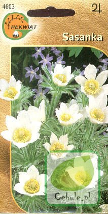 Nasiona Sasanka - Pulsatilla 0,2G