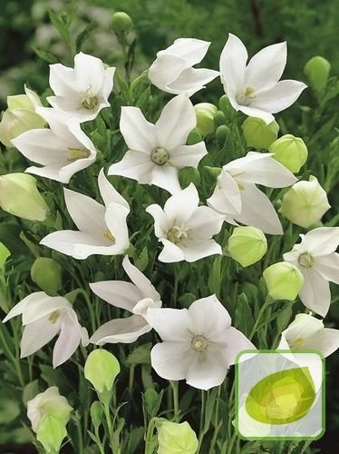 Rozwar (Platycodon) Fuji White