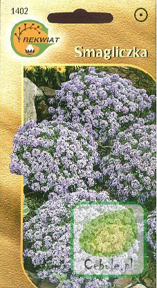 Nasiona Smagliczka Nadm.New Carpet Biała