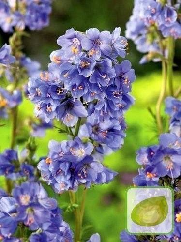 Nasiona Wielosił Błękitny Leczniczy - Polemonium