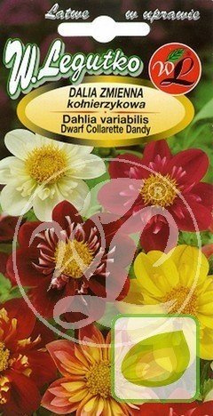 Nasiona Dalia Kołnierzykowa Dwarf Collarette