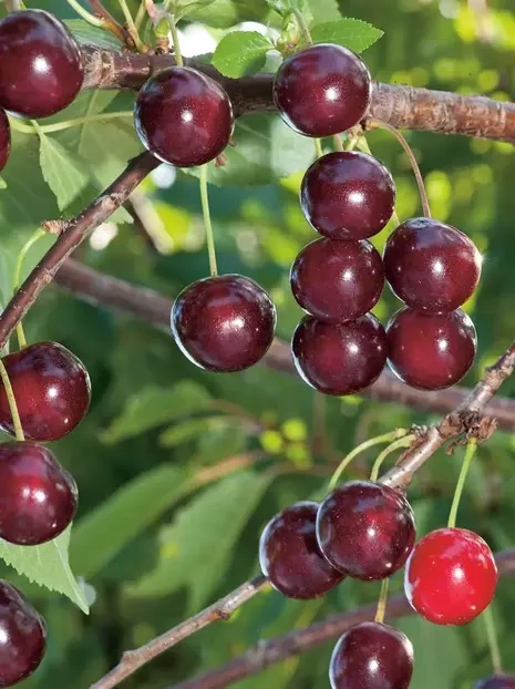 Wiśnia 'North Star'