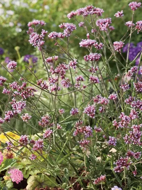 Werbena patagońska (Verbena bonariensis) 'Lolipop' 1 szt.