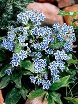 Ułudka (Omphalodes cappadocica) 'Starry Eyes'