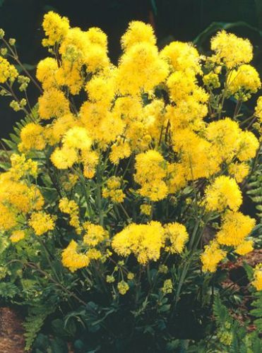 Rutewka (Thalictrum) Glaucum