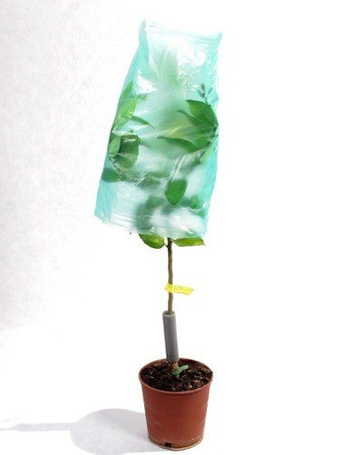 Drzewko Cytrynowe w Doniczce 120 cm wysokości