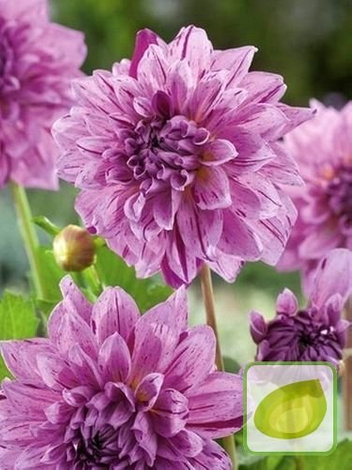 Dalia (Dahlia) Prins Carnaval