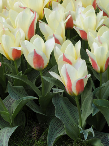 Tulipan (Tulipa) 'Johann Strauss' 5 szt.