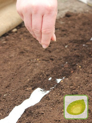 Nasiona Rzodkiewka mieszanka odmian - TAŚMA