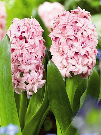 Hiacynt różowy w doniczce śr. 12 cm