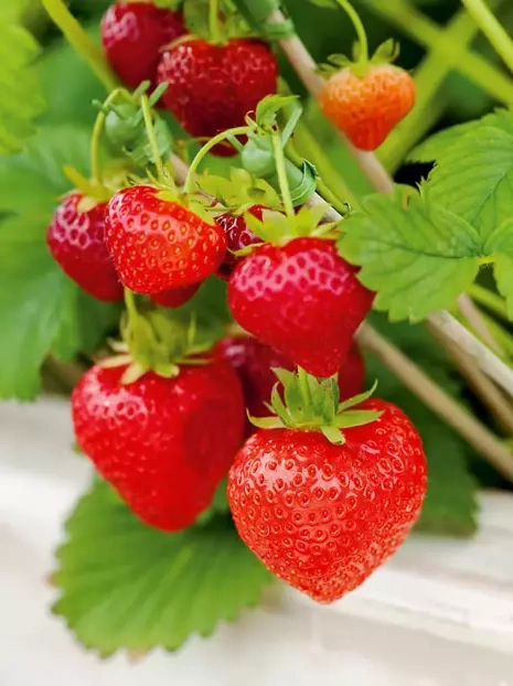 Truskawka (Fragaria) ' Ostara '