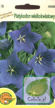 Nasiona Platykodon Niebieski