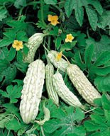 Nasiona Roślina Dla Cukrzyków - Balsamka Ogórkowa