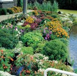 Nasiona Mieszanka Kwiatów Skalnych