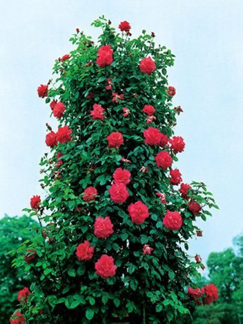 Zestaw Róże Pnące