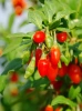 Jagoda Goji (Lycium barbarum) 'New Big'