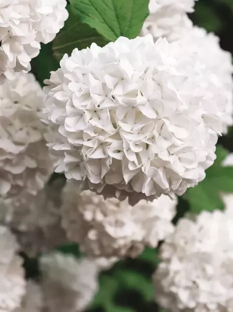 Hortensja (Hydrangea) Annabelle