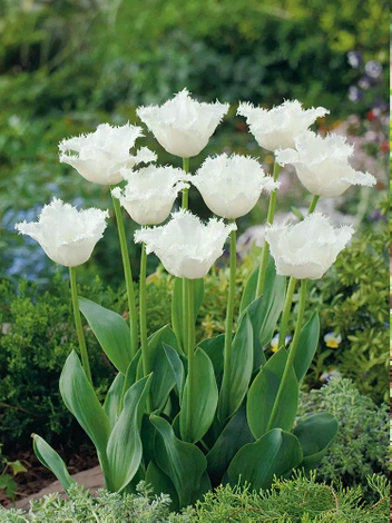 Tulipan Strzępiasty (Tulipa) 'Daytona' 5 szt.