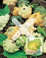 Nasiona Mix - Dynia Ozdobna Korona Cierniowa