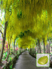 Złotokap Pospolity (Laburnum anagyroides)