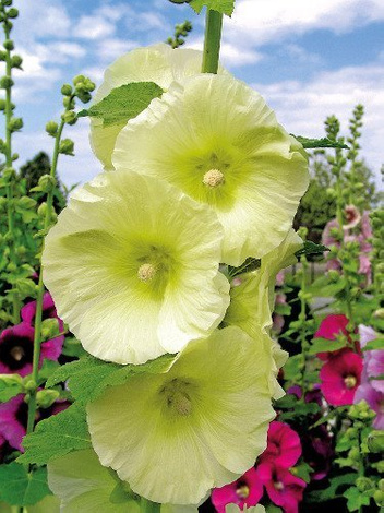 Malwa (Alcea) Żółta 1 szt.