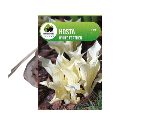 Funkia (Hosta) 'White Feather'