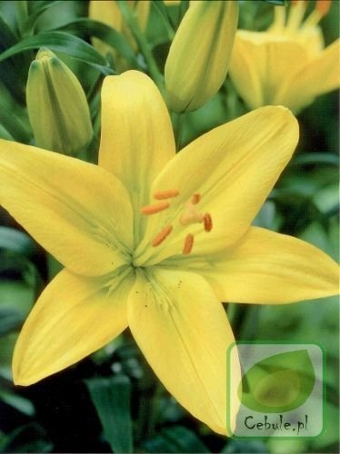 Lilia Nove Cento 16/18