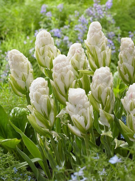 Tulipan (Tulipa) 'Harbor Light' 1 szt.