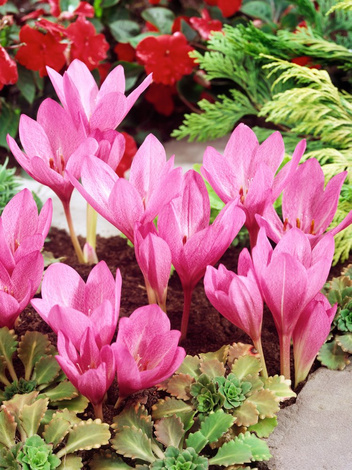Zimowit (Colchicum) Violet Queen