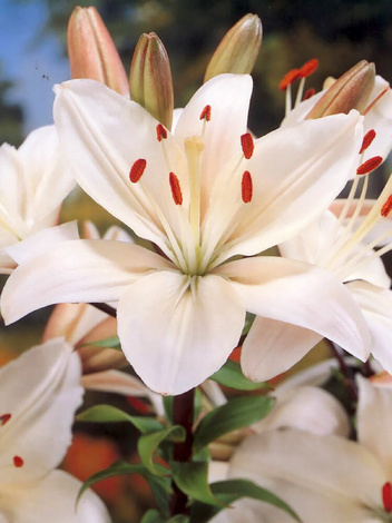 Lilia (Lilium) 'Apollo' 1 szt.