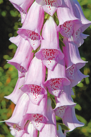Naparstnica (Digitalis) 'Virtuoso Lavender' 1 szt.