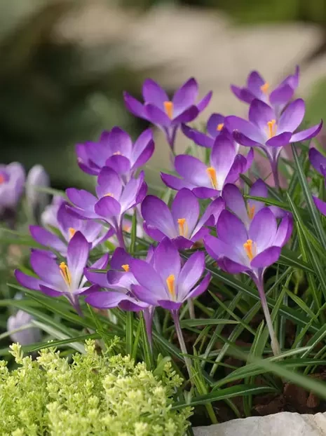 Krokus Botaniczny (Crocus) 'Ruby Giant' 20 szt.