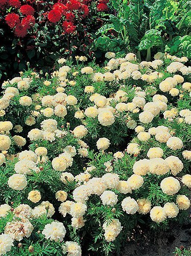 Nasiona Aksamitka Niska Wielkokw. Biała - Tagetes