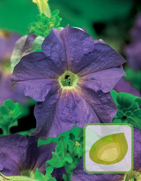 Nasiona Petunia Wielkokwiatowa Niebieska