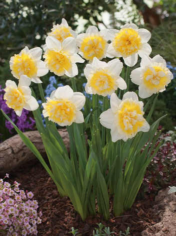 Narcyz Pełny (Narcissus) 'Ice King' 4 szt.