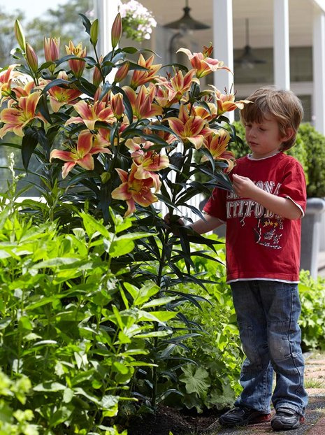 Lilia (Lilium) 'Montego Bay'