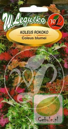 Nasiona Koleus Rokoko