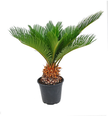 Sagowiec odwinięty (Cycas revoluta)