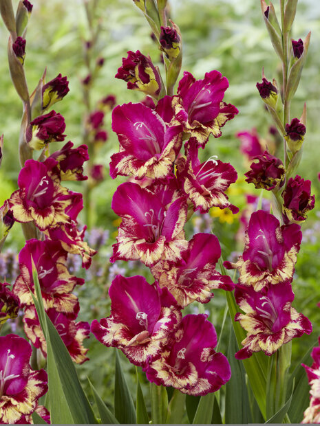 Mieczyk (Gladiolus) 'Colour Club' 5 szt.