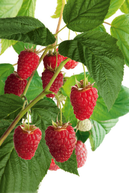 Malina czerwona bezkolcowa Glen Ample