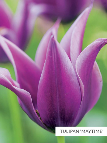 Kolekcja Niezwykłe Tulipany Fioletowe 25 szt.